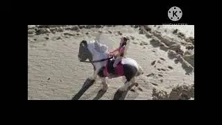 My Model horse on the beach stop motion video 
