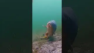 fishing# #fishinglover#entertainment #shortvideo