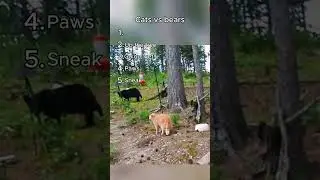 Cats vs Bears: The Ultimate Standoff 🐱🐻💥 #cat #catvideos #funnycatvideos