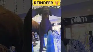 #reindeer #robot #animals #city #mall #fun