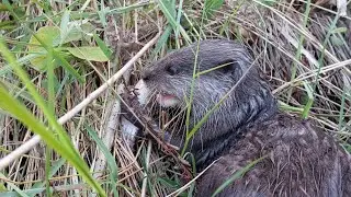 Otter Asa  has an exciting hunt.