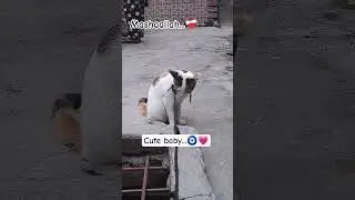 Cute baby🧿💗🥀 #love #comedy #cat #catlovers #reelitfeelit #foryou