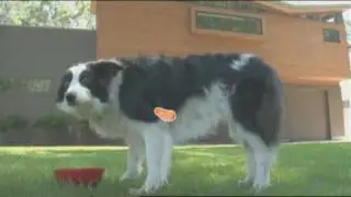 Molloy's Beer for Dogs
