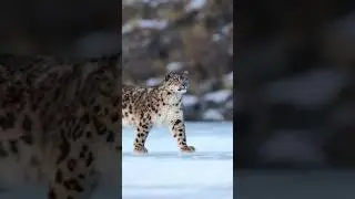 Snow leopard population.  #shorts