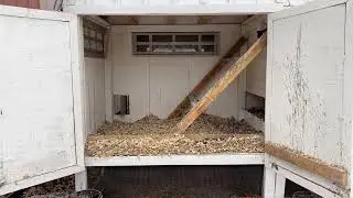 Coop Building Tips: Chicken Coop Space Requirements
