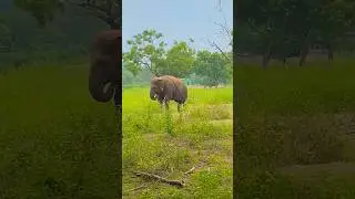Vandalur zoo chennai | #shorts | #rbvibes | #nature |  #vlog |