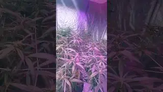 Week 6 Veg - Week 6 Flower #grow #plants #flowers