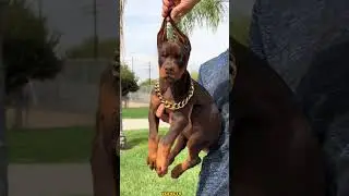 Dorberman Price In India And Monthly Expenses 💸🐕|YGFACTS|#shorts #dog #ytshorts