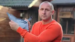 Piotr Bugała - PZHGP 0153 Ruda Śląska II / Gołąb z MWG Rogowo Sprzedany Do USA 🏆