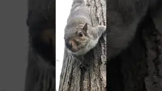 Squirrel alarm call