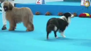 Exposición Latin Winner (24 de mayo 2025) - Mejor Raza Española, Mejor Perro 2024 y Best In Show