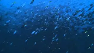 田子のイザキ