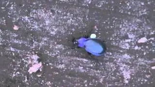 Platycerus Caraboides Blauw vliegend hert