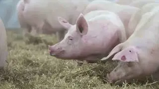 duBreton - Certified Humane