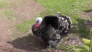 Chipstable walk - large Turkey