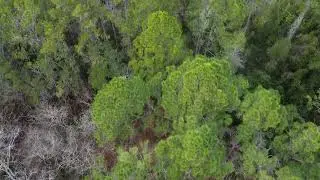 DJI 0006