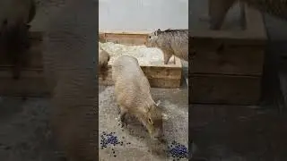 AWW! Funny Capybara Moment 😍 Mom Barbie Says &ldquo;No&rdquo; to Berries While Tiny Baby Watches