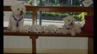 Wilston Vet -behind the scenes