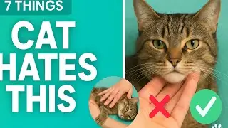 7 Things Your Cat Hates That You Do Every Day