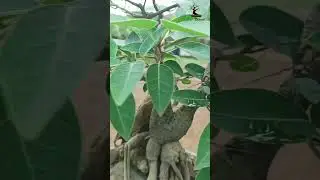 #पिलखन #बोनसाई  #Ficus virens #Root Over Rock #Bonsai  Part-1
