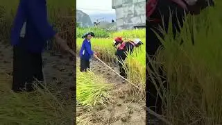 Two People Harvest Rice with Perfect Coordination: Power To + Traditional Method, Efficiency Double!