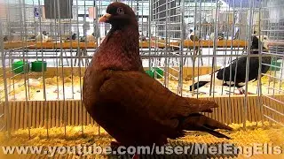 Pigeon Carneau Rouge - Champion - Exposition Avicole de Cambrai 2021