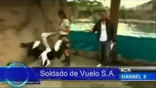 Weather Man, Attacked By a 'Pelican' Channel 9 Steve Jacobs,Australia Tv ''Let Me Go''