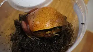 GOT A TOMATO FROG