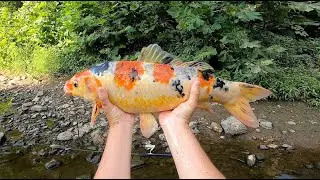 KOI?!?! Catching a KOI in my local creek! (CRAZY CATCH)