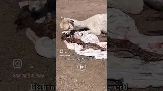 Alpaca Farming & Felt Making #farm #fiberart #offgrid