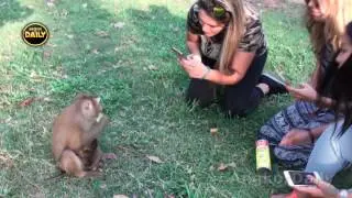 Wow Incredibly!! Kidnapper Father Monkey looks after Cute Baby Monkey. [Angkor Daily 184]