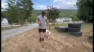 Adoptable Gus in training #adoptnotshop #rescuedogsrock #rescuedismyfavoritebreed