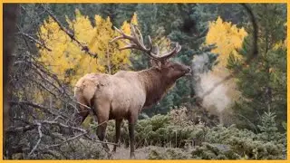 🔴 Unleash Your Inner Photographer: Expert Tips for Capturing Wildlife