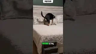 PIES I PODUSZKA! 🛌🏻