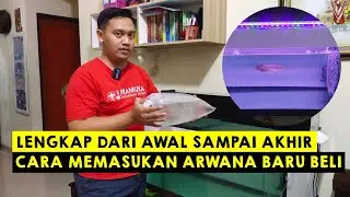 Cara Memasukan Ikan ARWANA Baru Ke Aquarium