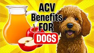 14 Health Benefits of Apple Cider Vinegar for Dogs