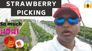 Strawberry picking in Uppsala Sweden | Swedish village farming life Stockholm | Indian Hindi vlogg