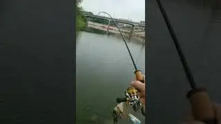 MONSTER on TFO Trout & Panfish UL
