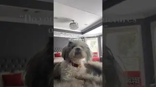 Biggie Photo Dump 🐶 #straightfromthea #atlien #lhasaapso