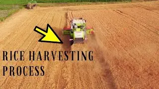 💛Amazing Rice Seed & Harvest Process in Japan ✔️ Modern Agriculture Technology.How to Harvest Rice ?