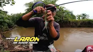 Tak di ragukan lagi .. mancing umpan laron di air keruh pasti dapat ikan