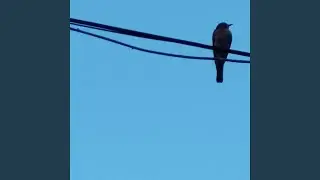 Cinematic Birds