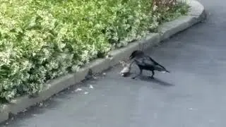 Crow vs Rat