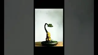 Creative Bonsai Inspiration | In Silence, I Grow  #224