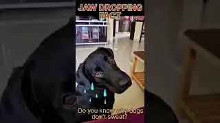 Jaw Dropping Facts 😲😲 #pet #jawdroppingfacts @GBox_