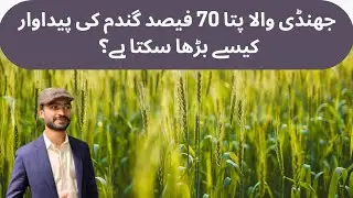 Importance of Flag Leaf in Wheat: Key to High Yield and Healthy Crop | Wheat Growth Tips