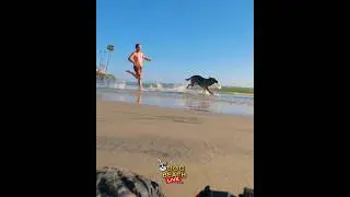 Dog Days of Summer at Dog Beach Del Mar, San Diego California