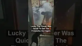 Dog Brings Fireworks Inside! #dangerous #dog #fireworks #shorts