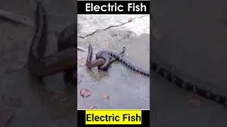 Amazing Electric Eel fish || Fish Power