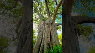 Wait till the end&hellip; this is their home. #travel #bees #baobab